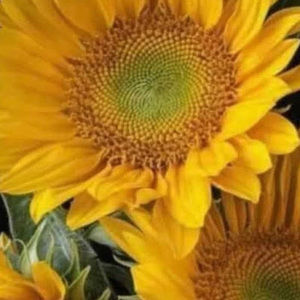 Meet your Posher, Paula